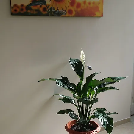 Bed & Breakfast Napul'è Napoli