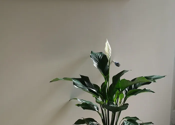 Bed and Breakfast Napul'e Νάπολη